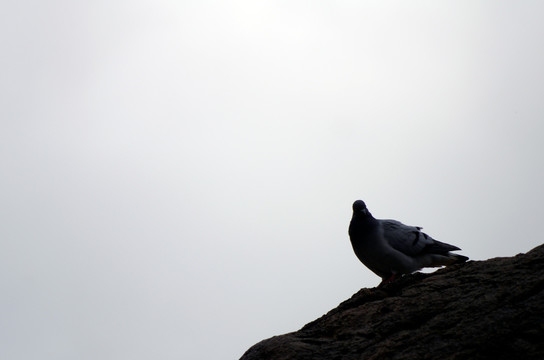 鸽子 The dove