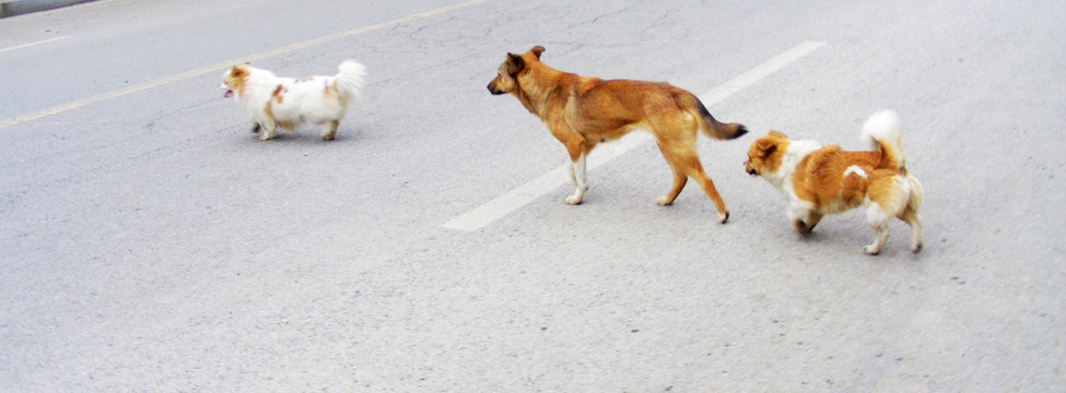 狗子横穿马路