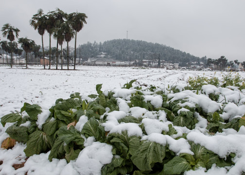 瑞雪
