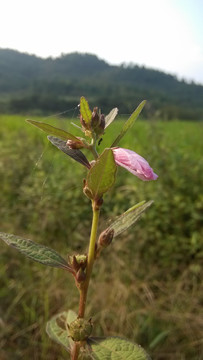 野花