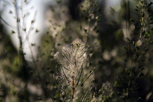 野草