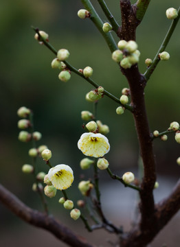 梅花 绿梅花