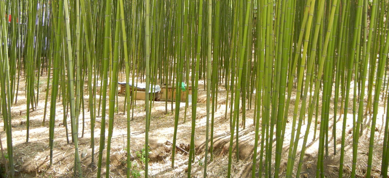 竹子林