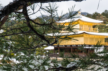 冬日松枝后的日本金阁寺