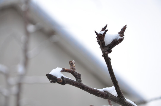 树枝飘雪