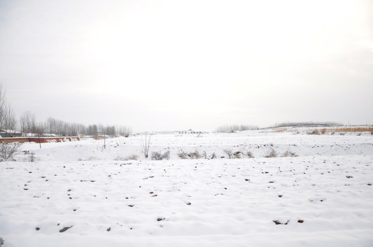 雪地