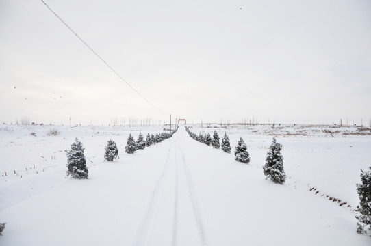 雪地