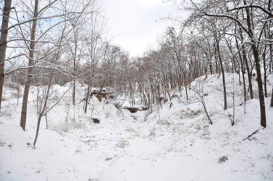 雪景