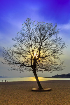 海滩 夕阳  树
