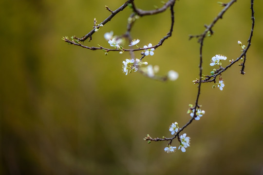 李树花