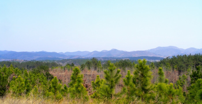 山