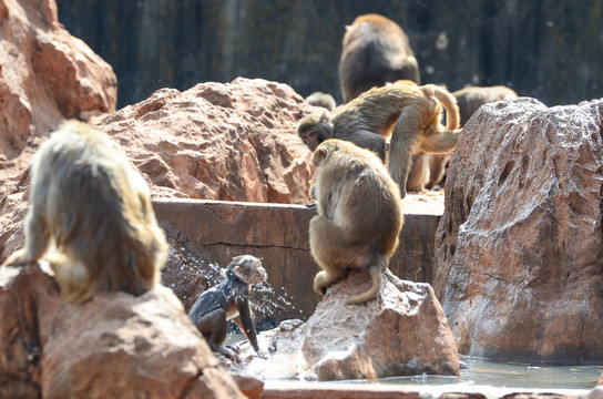 猴群洗澡