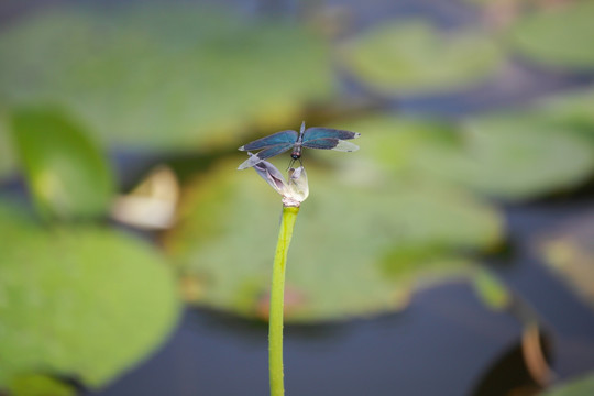 蜻蜓