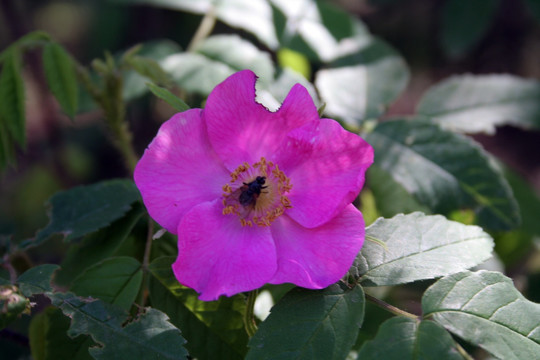 野生刺玫花 刺玫果花