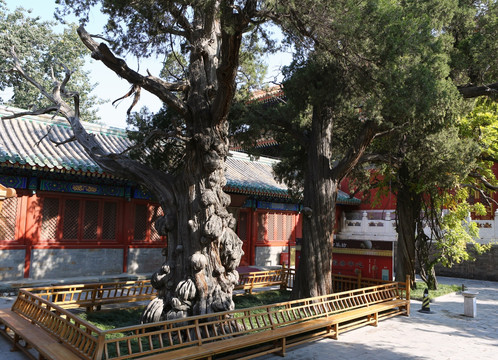 北京孔庙古树