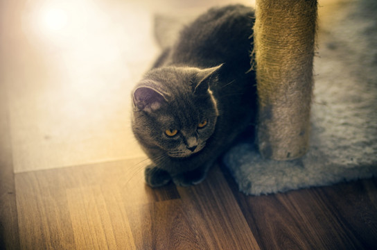 家猫