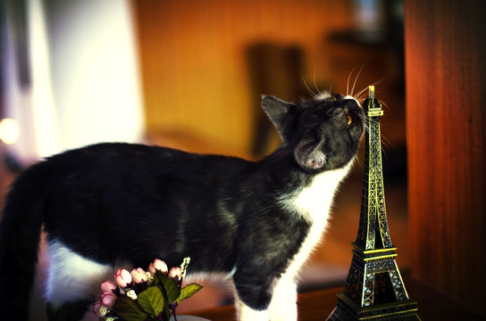 猫