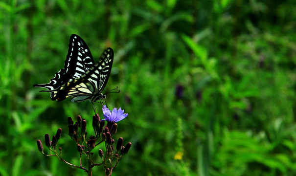 黑白蝴蝶与野花