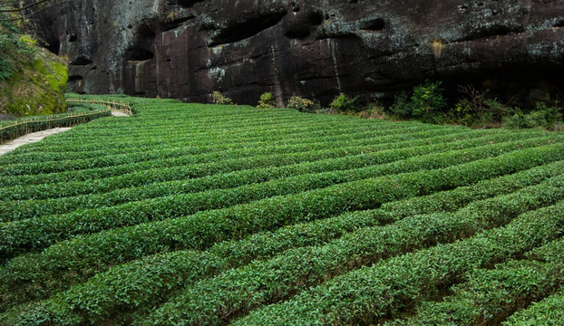 武夷山风光 大红袍茶园