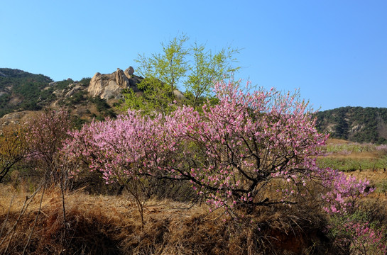 春暖花开