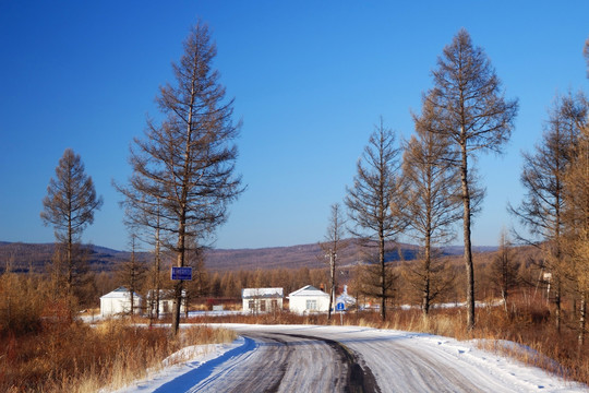 雪路松林