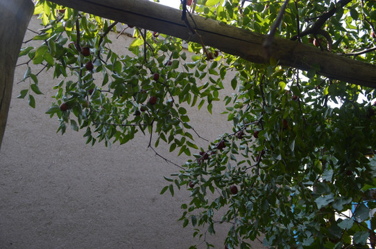 院墙里的红枣树