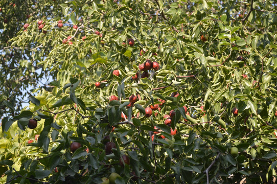 院子里的红枣树