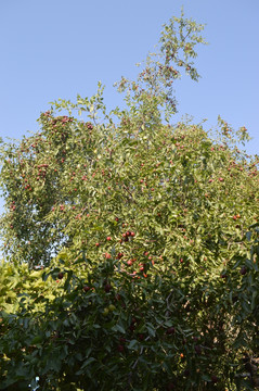 院子里的红枣树