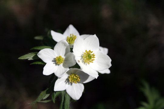 淡雅美丽的山花 土黄芩