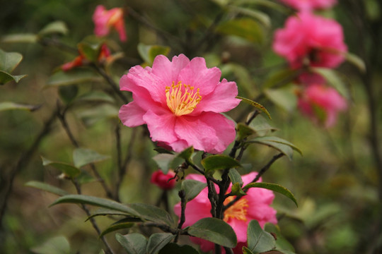 山茶花