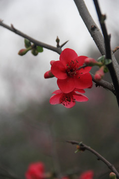 迎春海棠