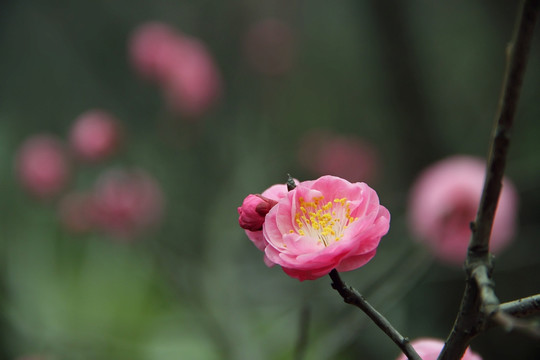 红梅花