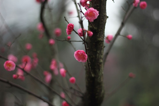梅花