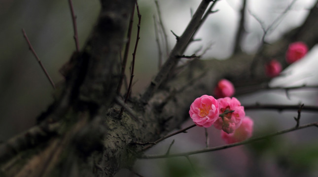 梅花