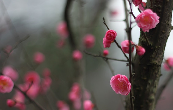 梅花