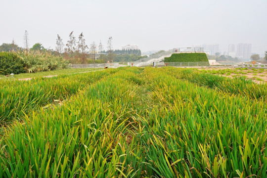 湿地 公园 花卉种植