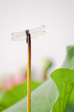 蜻蜓