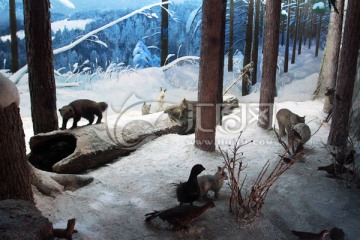 动物在冬季森林里生存场景