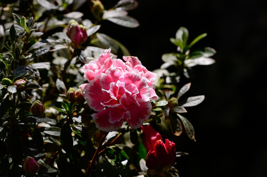 粉色杜鹃花