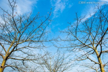 蓝天白云树林