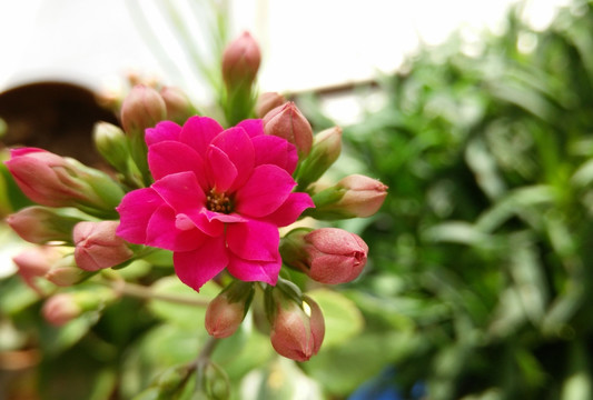 长寿花花朵和花蕾