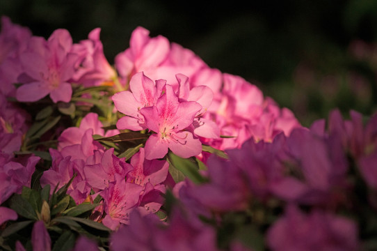 杜鹃花