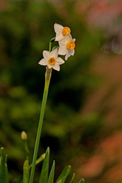 水仙花