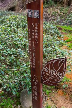 武夷山茶园 茶树牌