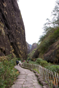 武夷山 武夷山茶园