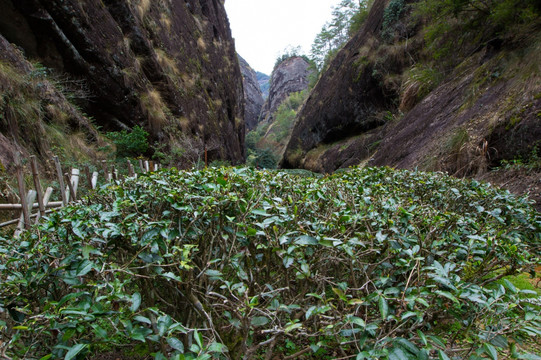 武夷山 武夷山茶园