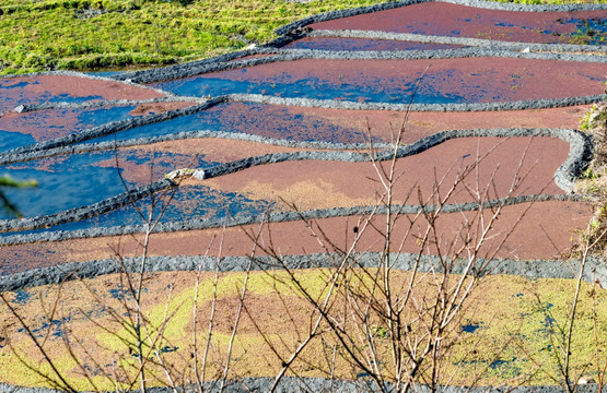 龙树坝梯田