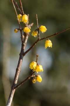 腊梅花