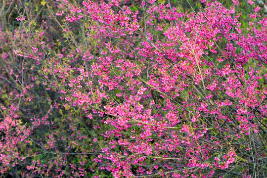 樱花 樱花树 山樱花