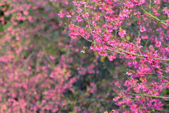 樱花 樱花树 山樱花